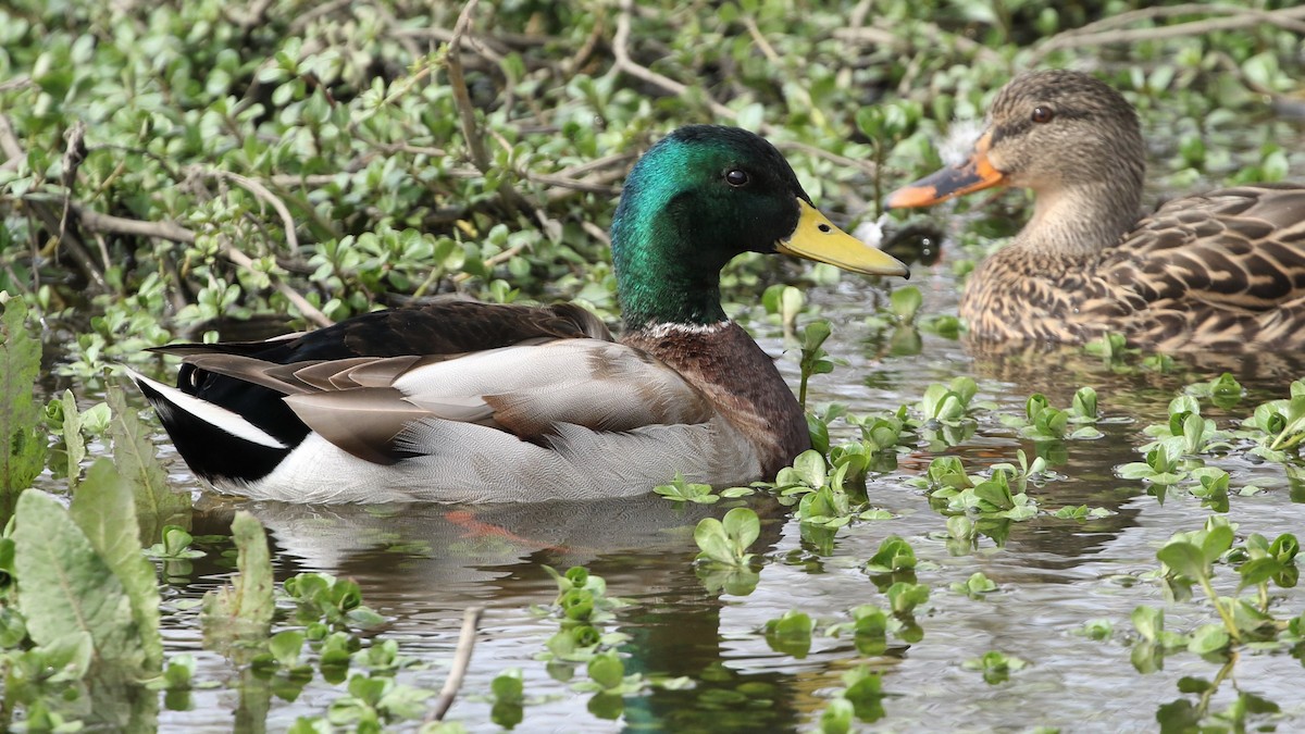 Mallard - Dean LaTray