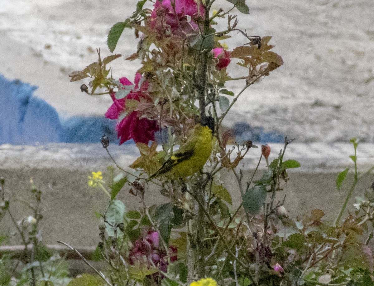 Hooded Siskin - ML212811751