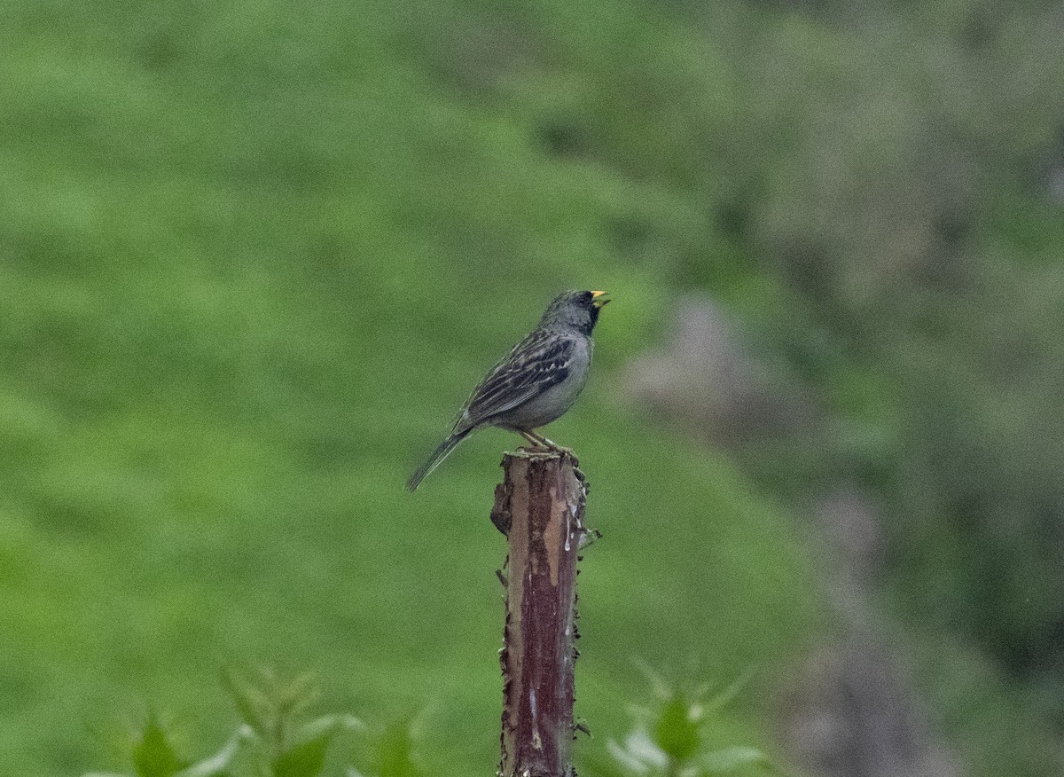 Mourning Sierra Finch - Monica Paredes Mejia