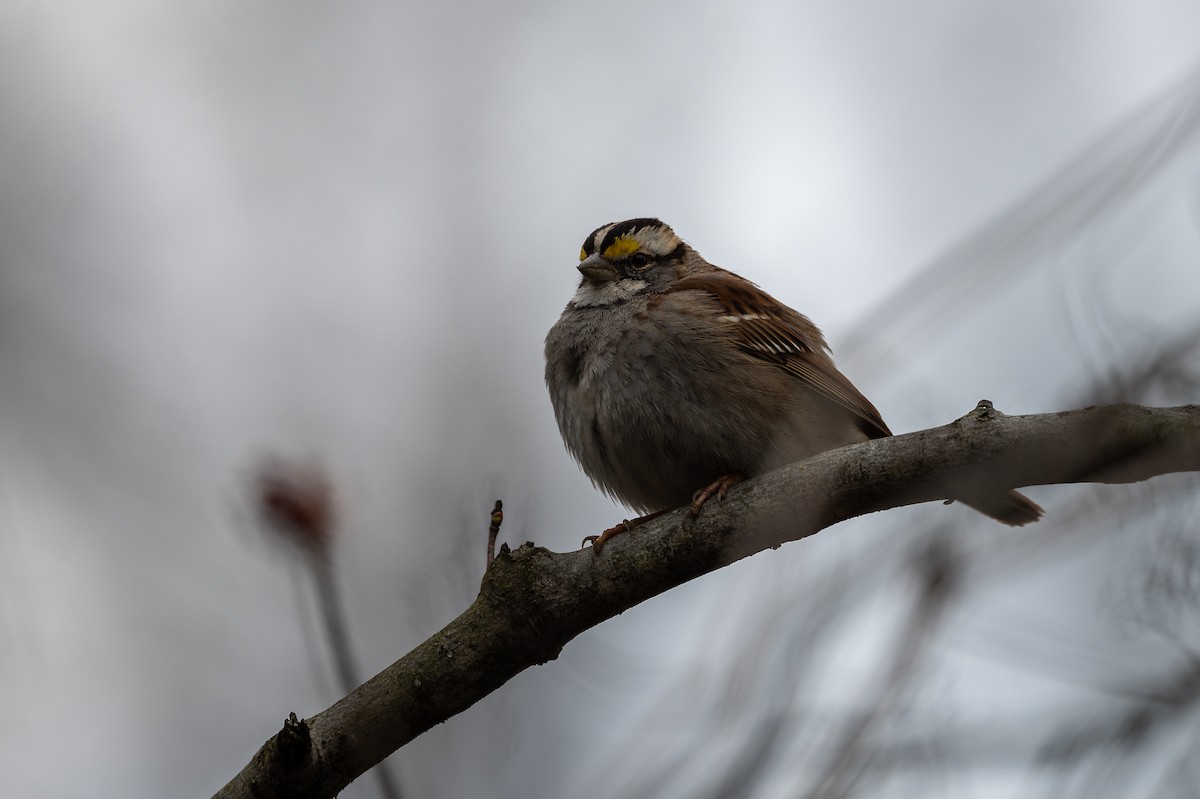 White-throated Sparrow - Stephen Davies