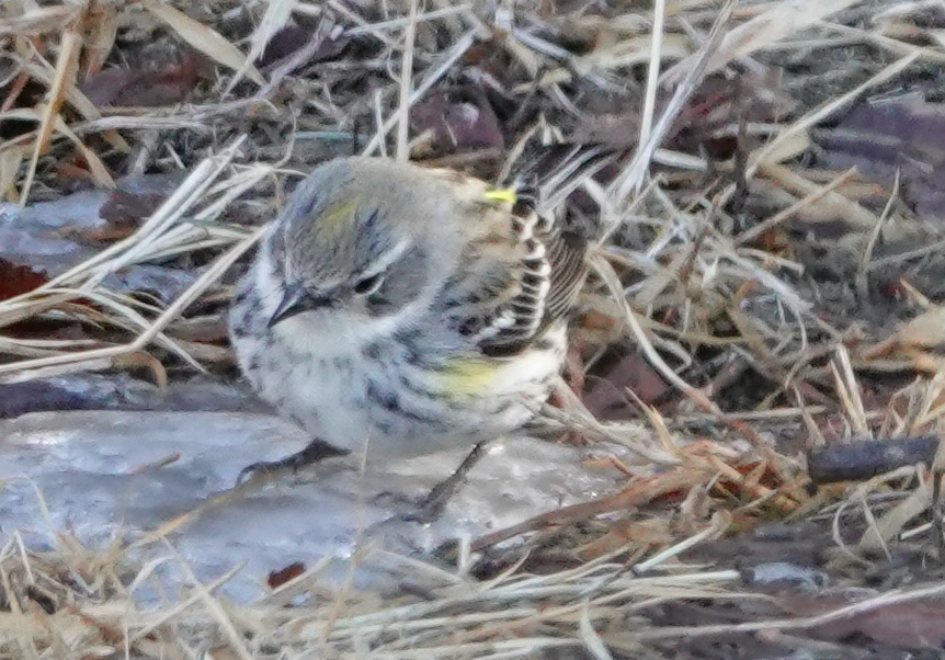 Paruline à croupion jaune - ML212812571