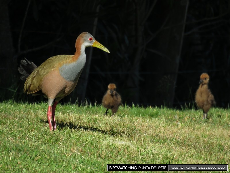 Giant Wood-Rail - ML21281271