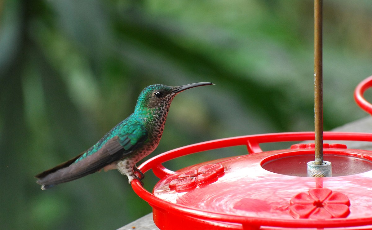 White-necked Jacobin - ML212813111