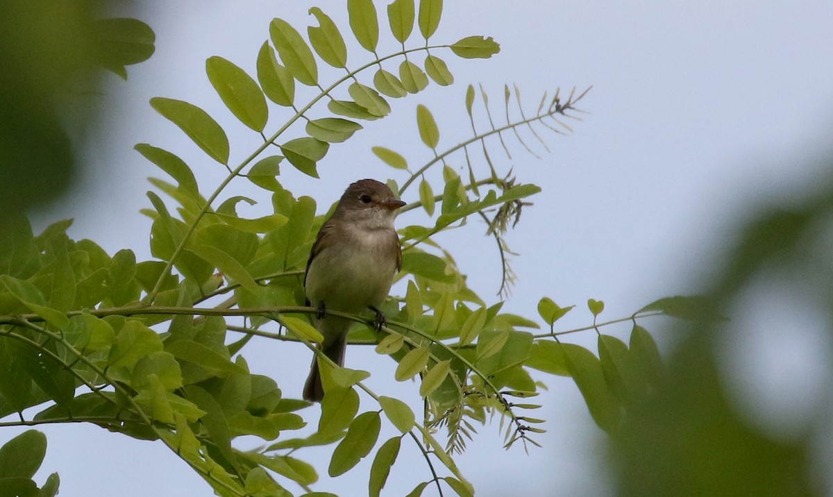 Willow Flycatcher - ML212813661