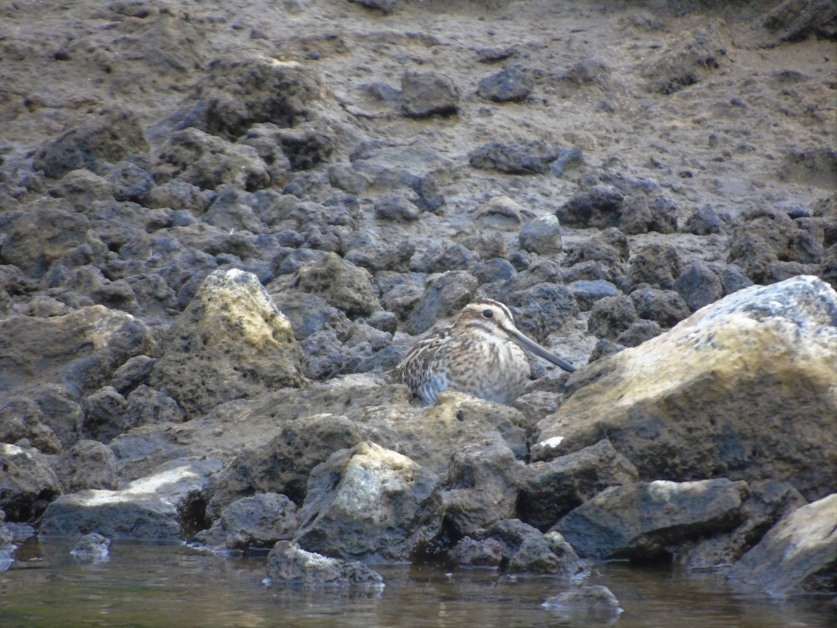 Wilson's Snipe - ML212813991