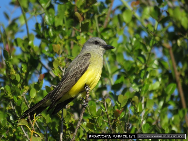 Tropical Kingbird - ML21281431