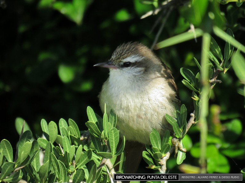 Stripe-crowned Spinetail - ML21281571