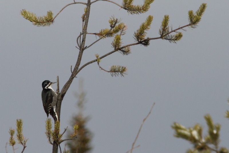 Black-backed Woodpecker - ML212816391