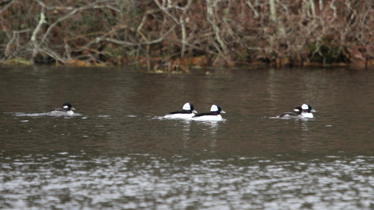 Bufflehead - ML212816541