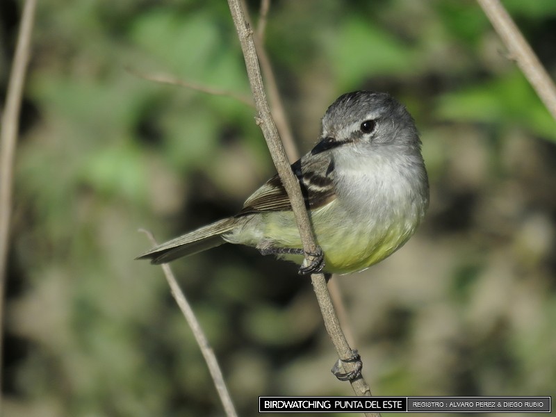 White-crested Tyrannulet (Sulphur-bellied) - ML21281711