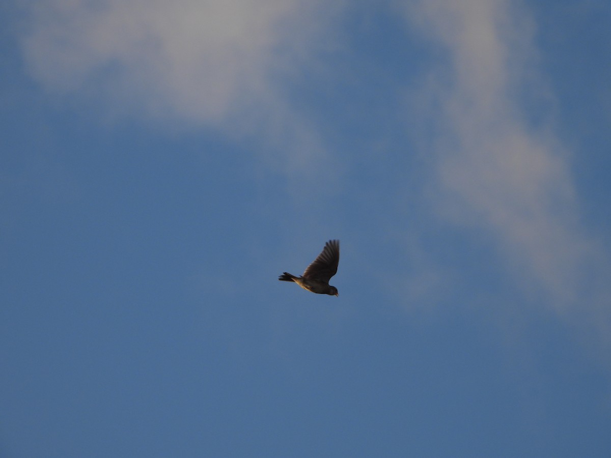 Eurasian Skylark - ML212817141