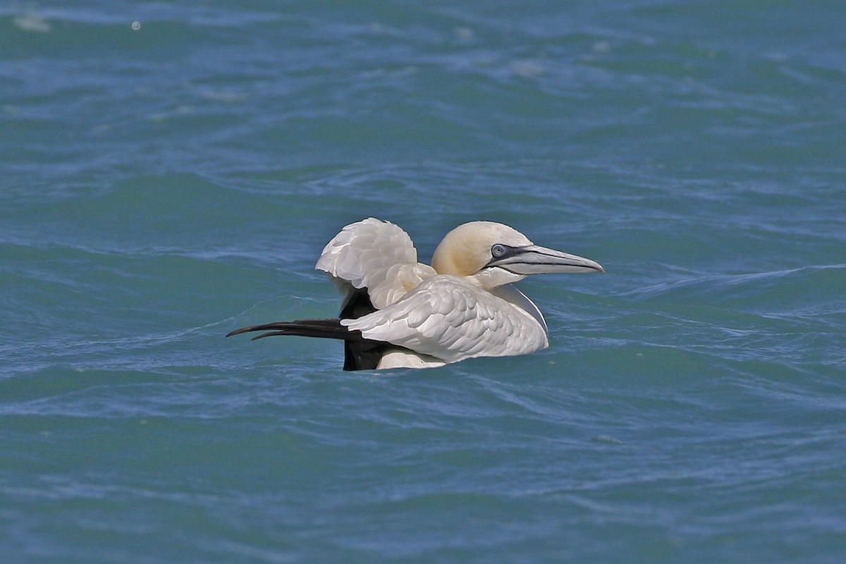 Northern Gannet - David McQuade