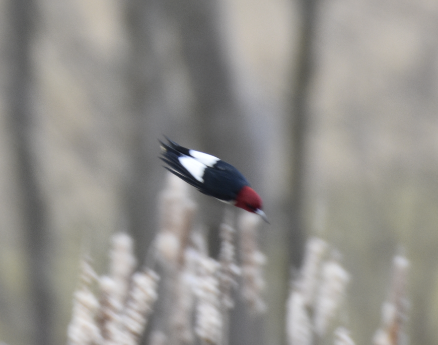 Red-headed Woodpecker - ML212818301