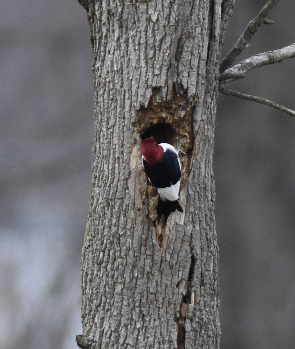 Red-headed Woodpecker - ML212818411