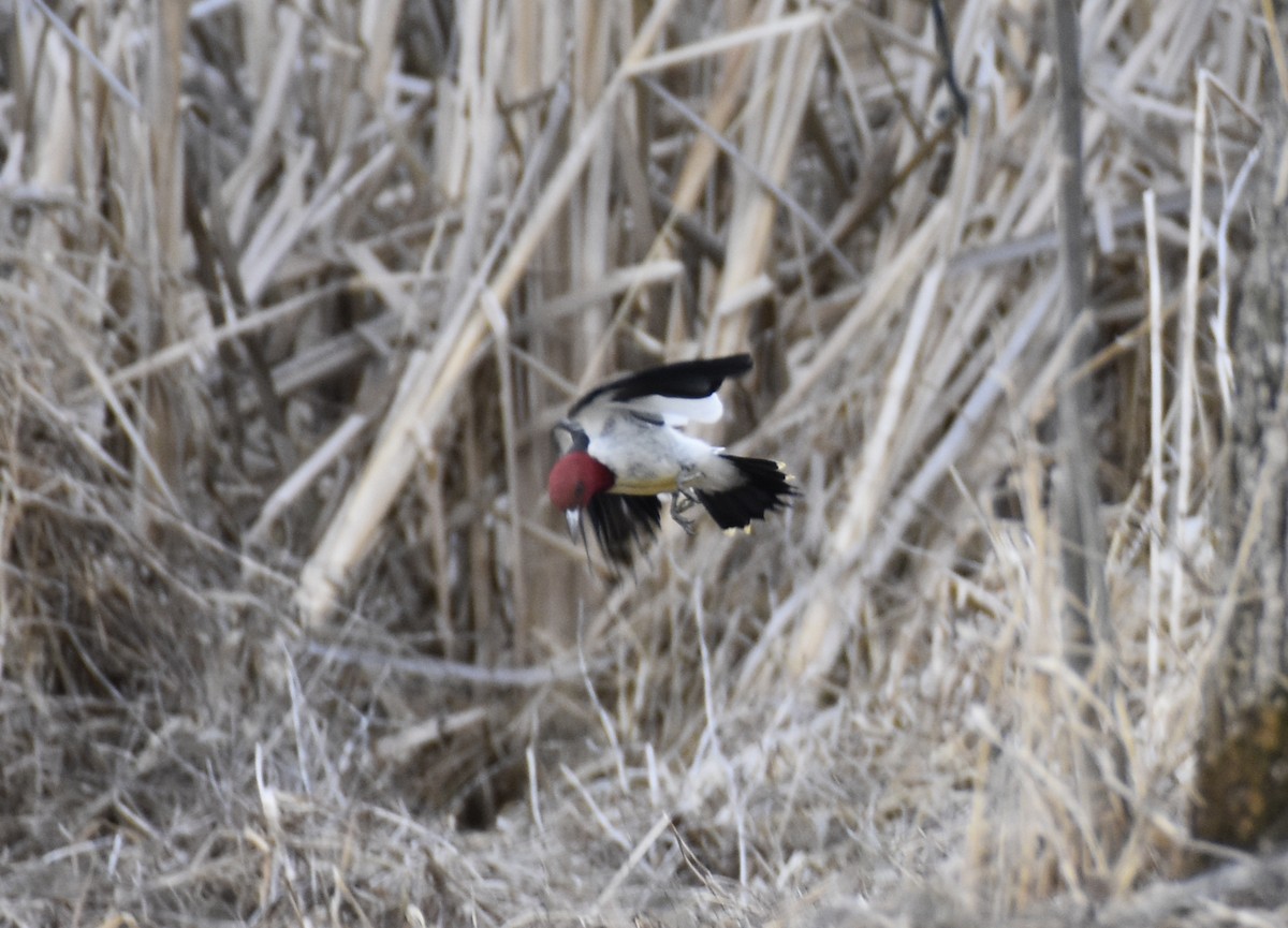 Red-headed Woodpecker - ML212818461