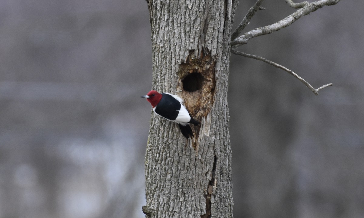 Red-headed Woodpecker - ML212818471