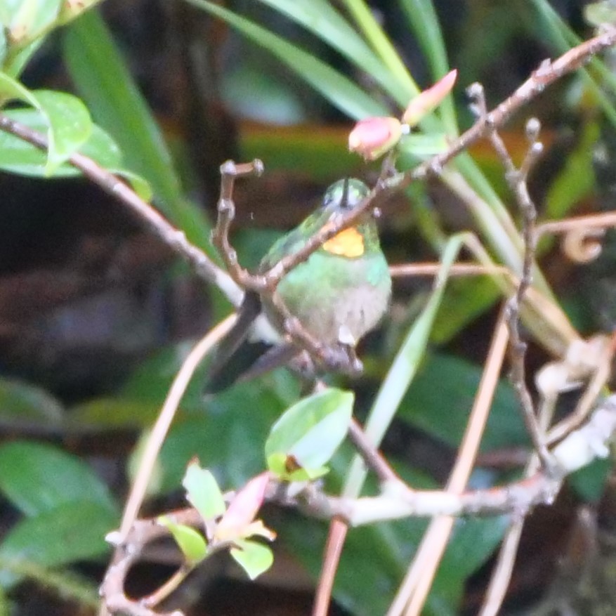 kolibřík drobný - ML212818811