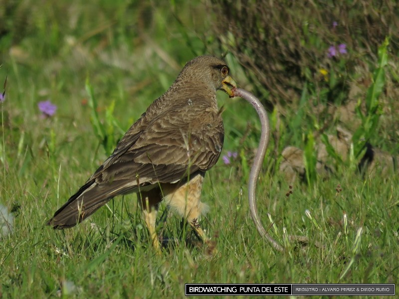 Chimango Caracara - ML21281981