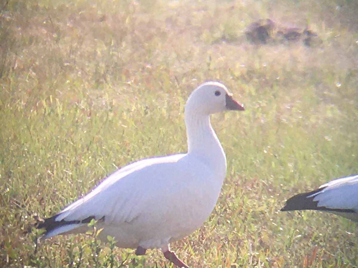 Ross's Goose - ML212820051