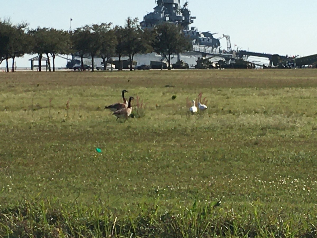 Ross's Goose - ML212820061