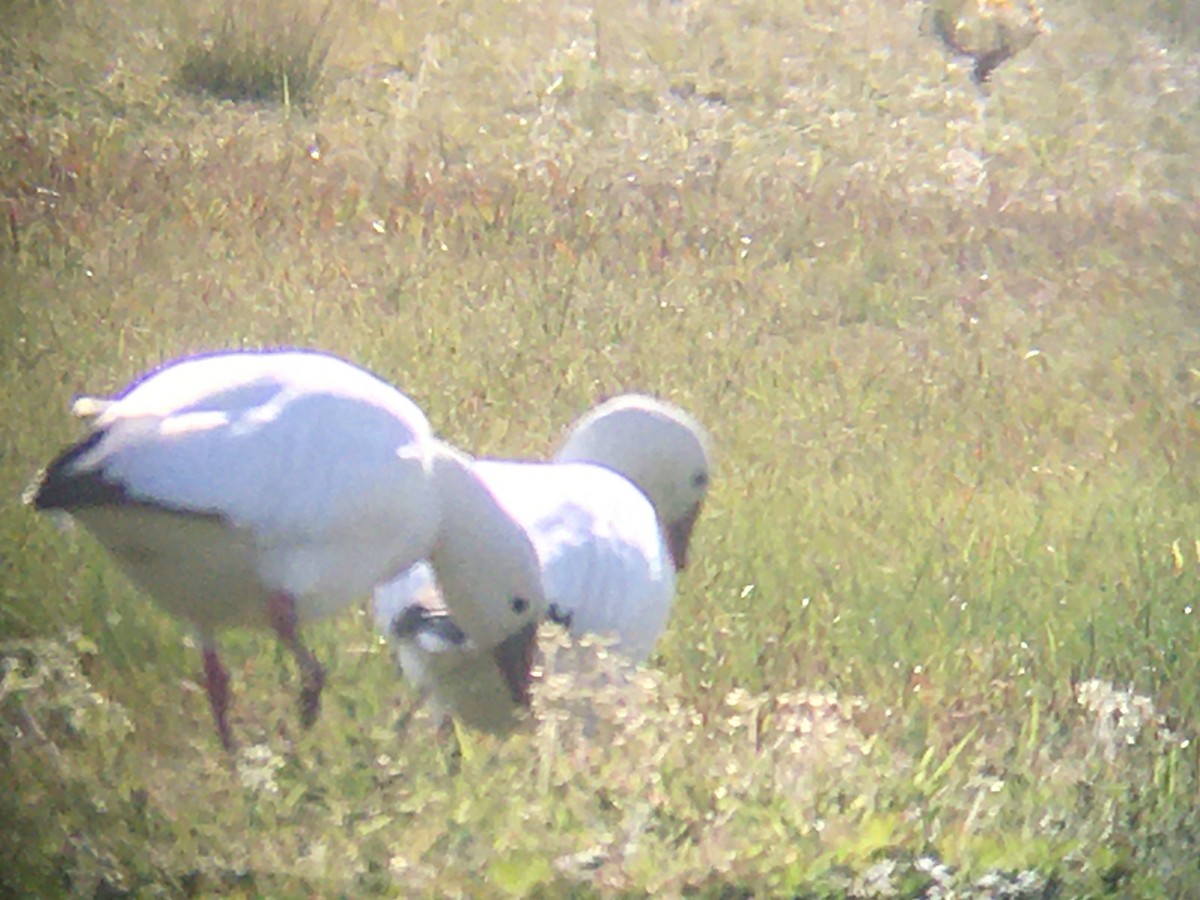 Ross's Goose - ML212820071