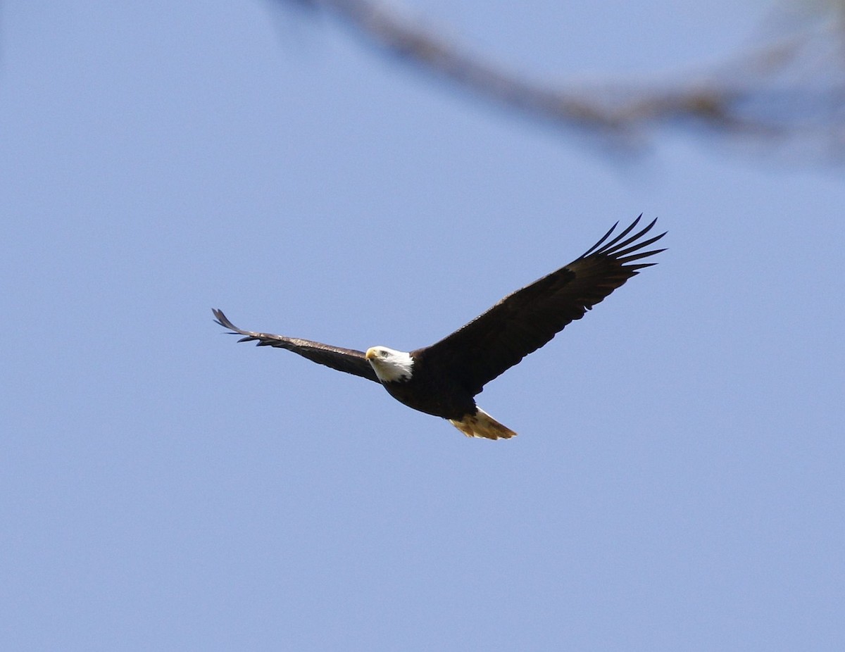 Bald Eagle - ML212820771