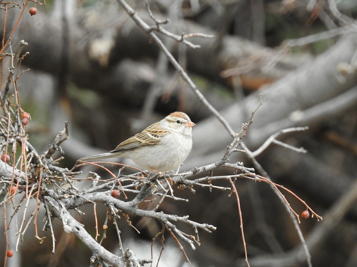 Chipping Sparrow - ML212821201