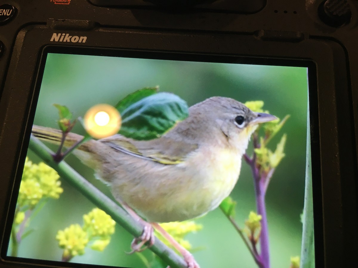 Gray-crowned Yellowthroat - ML212821601