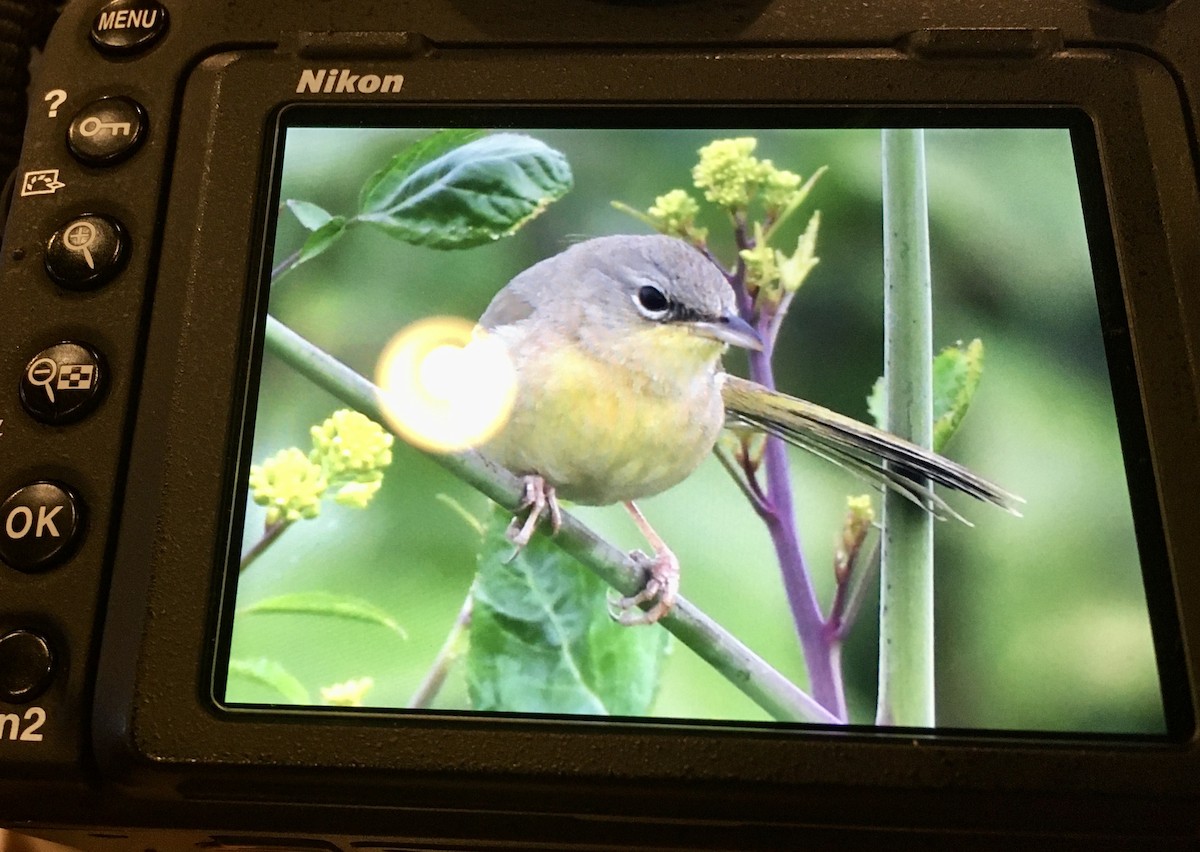Gray-crowned Yellowthroat - ML212821611
