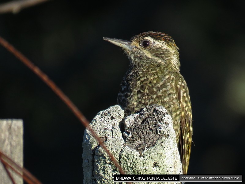 White-spotted Woodpecker - ML21282171