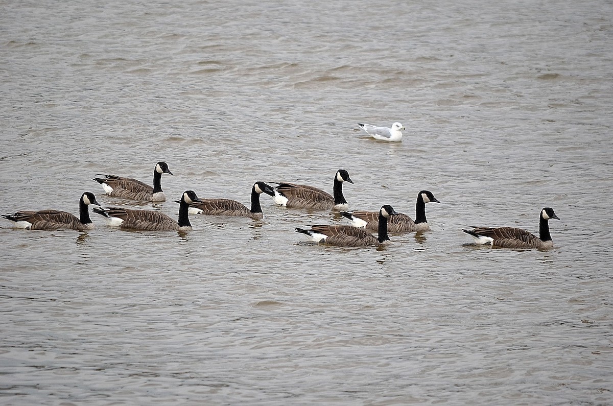 Canada Goose - ML212821751