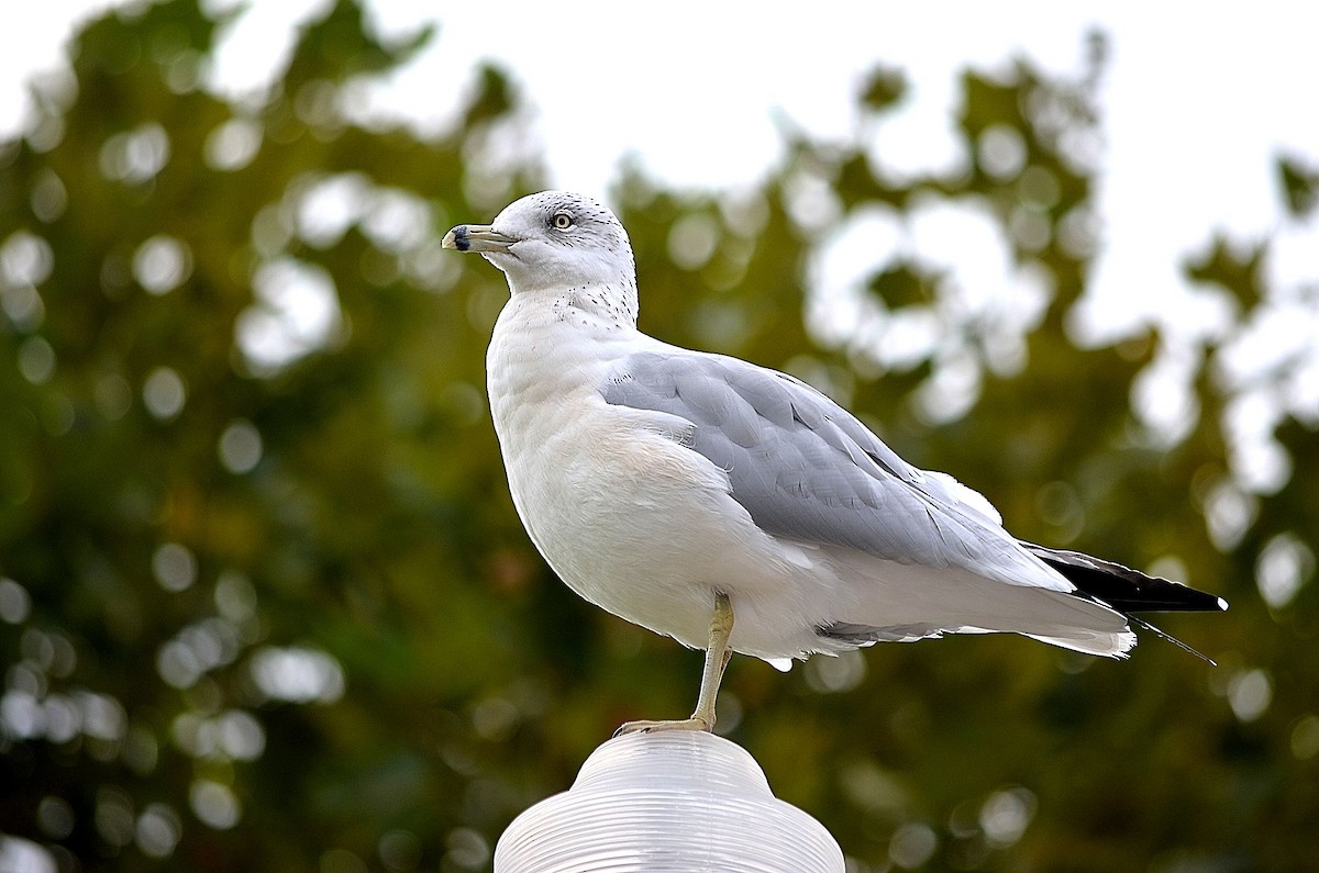 Ring-billed Gull - ML212821881