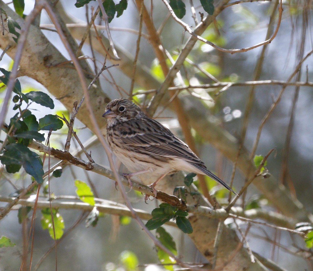 Vesper Sparrow - ML212822391