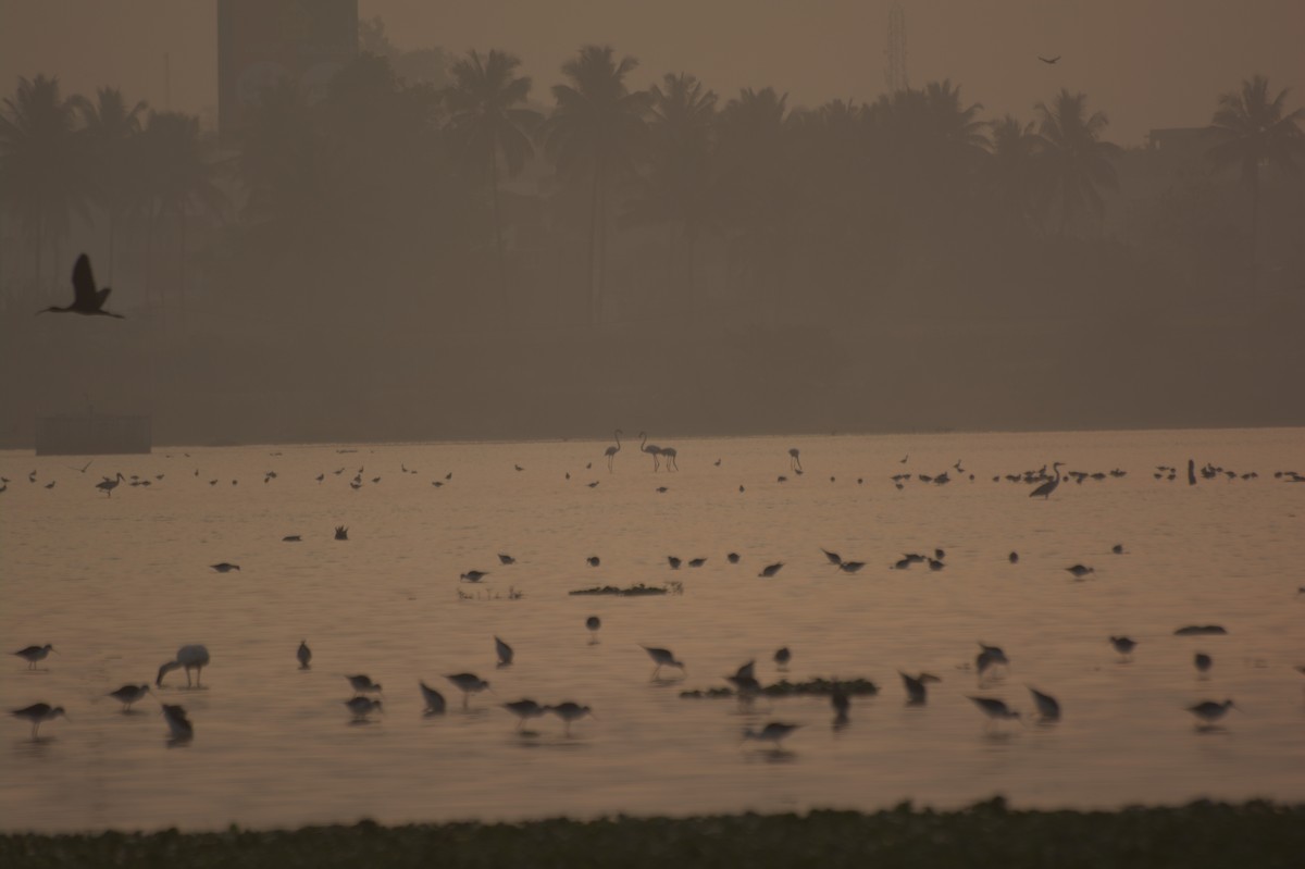 Greater Flamingo - Vineeth Kartha