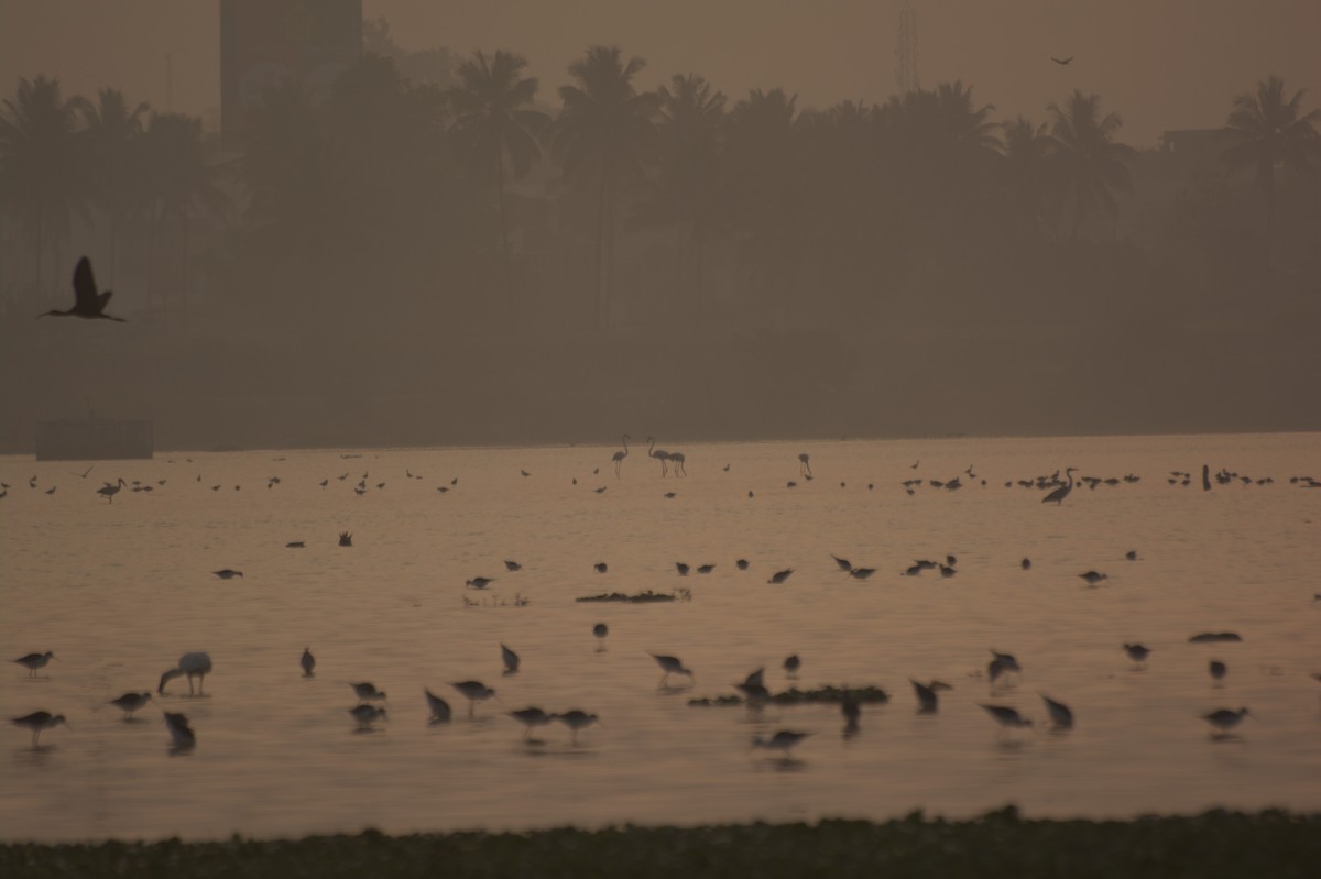 Greater Flamingo - ML212824131