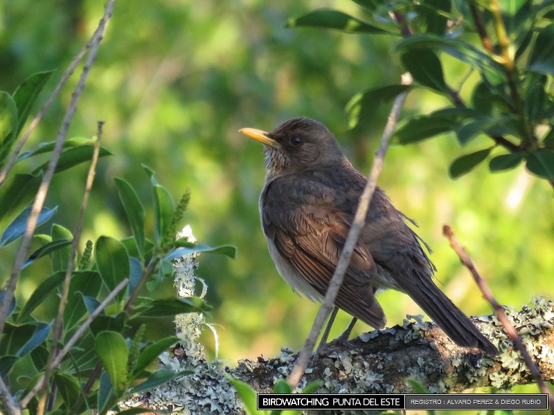 Creamy-bellied Thrush - ML21282461