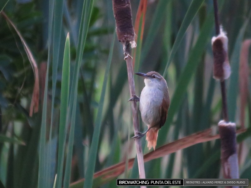 Straight-billed Reedhaunter - ML21282571