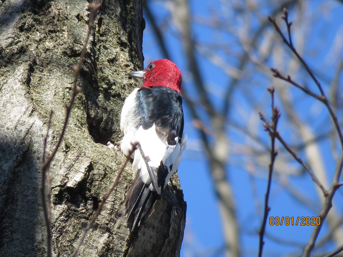 Red-headed Woodpecker - ML212826081