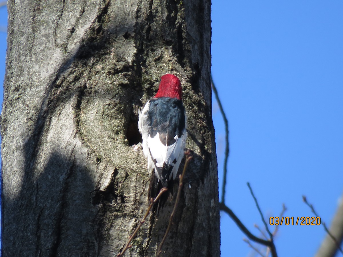 Red-headed Woodpecker - ML212826191