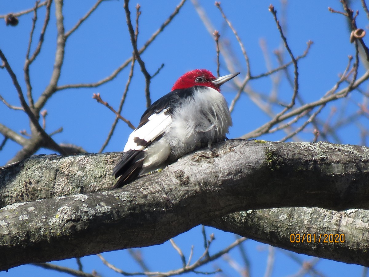 Red-headed Woodpecker - ML212826231