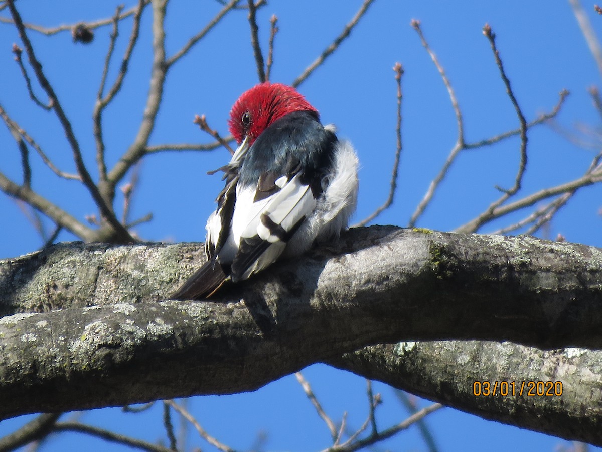 Red-headed Woodpecker - ML212826261