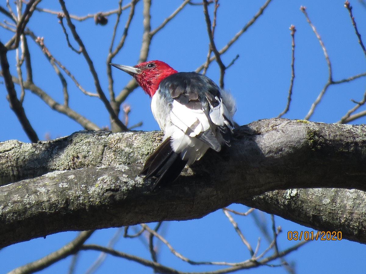Red-headed Woodpecker - ML212826571