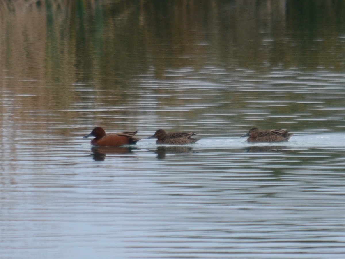 Cinnamon Teal - ML212828991