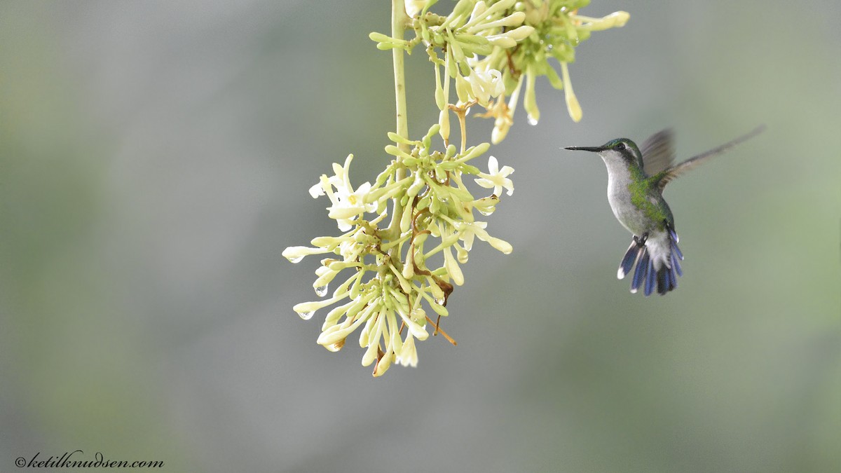 kolibřík zahradní - ML21282971