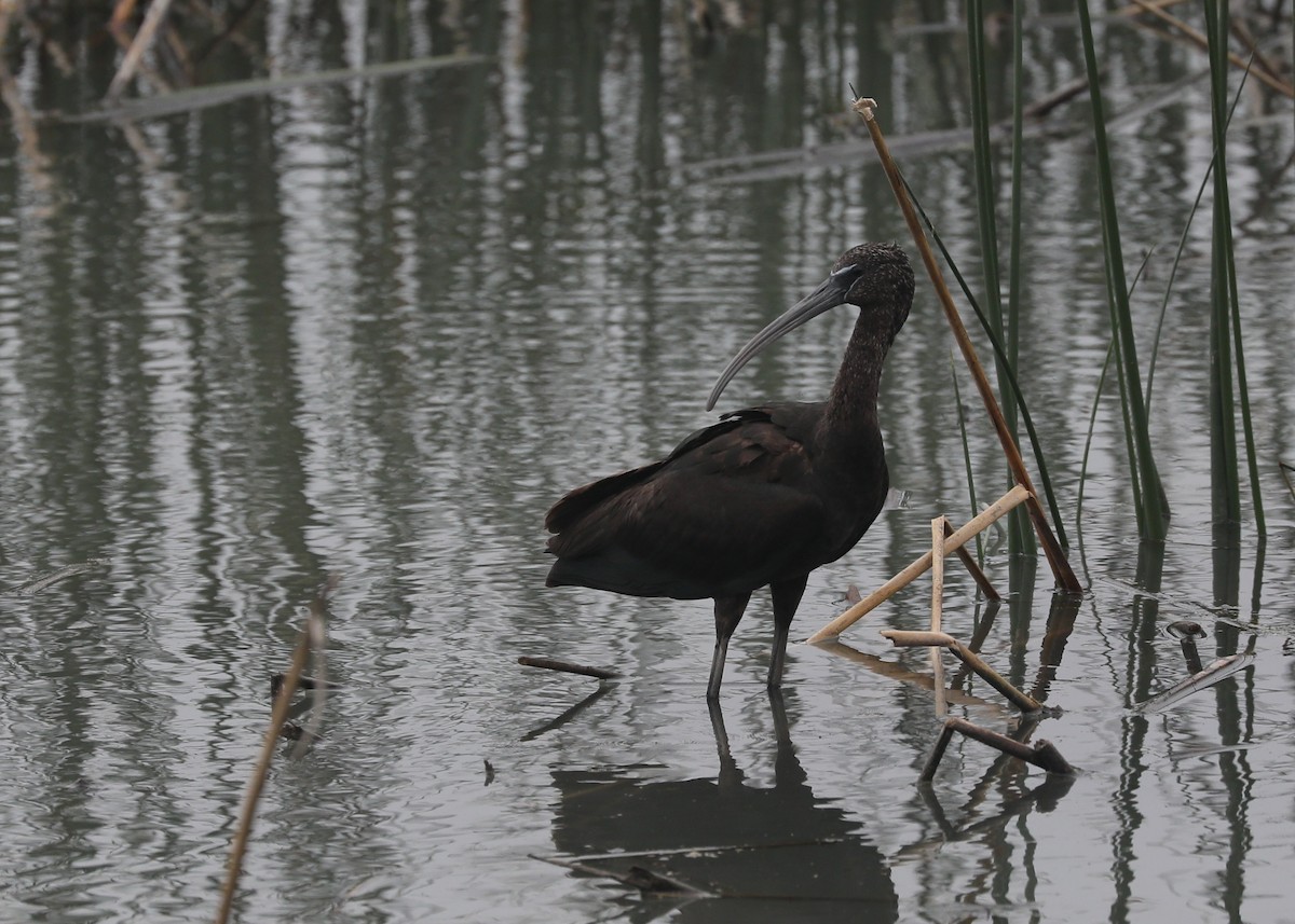 Glossy Ibis - ML212831271