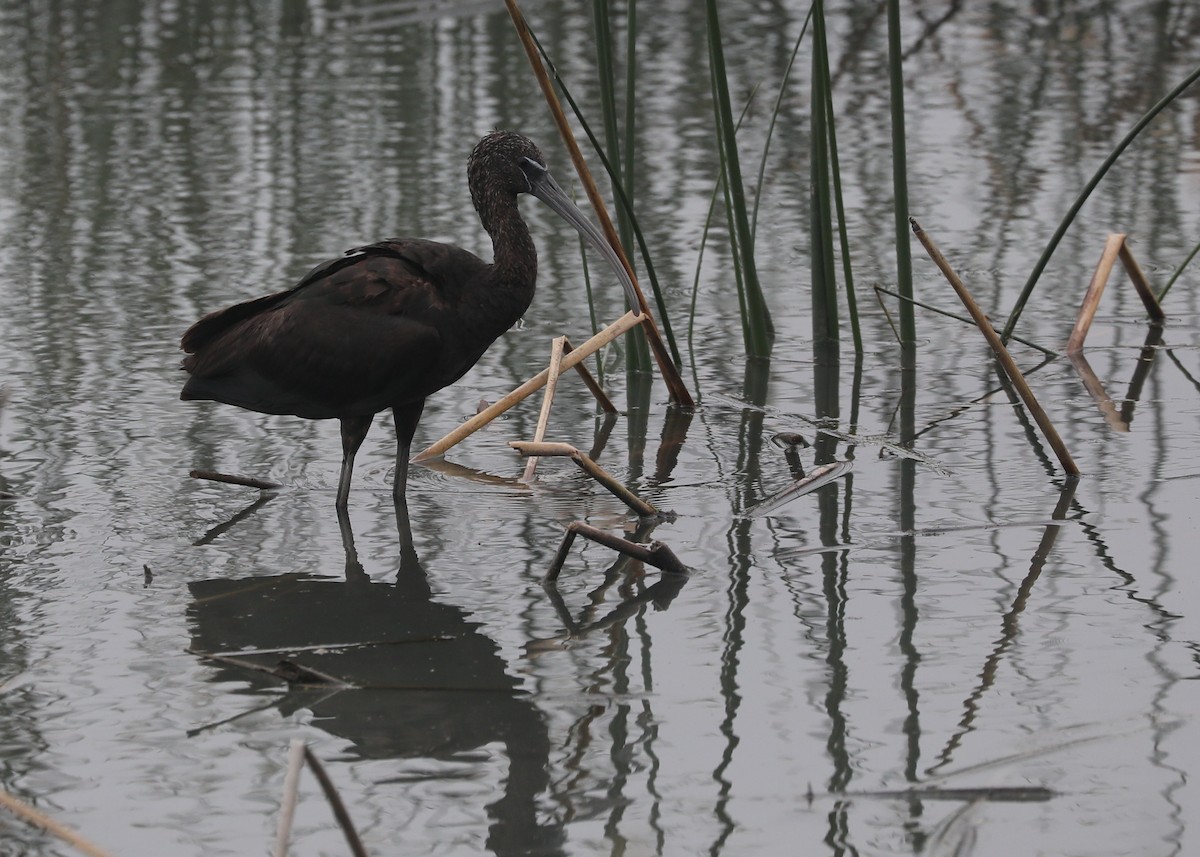 Glossy Ibis - ML212831281