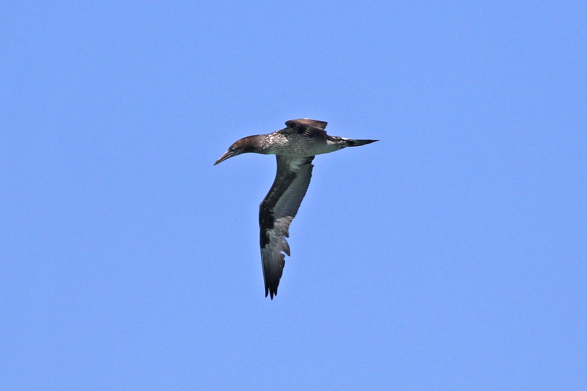 Northern Gannet - David McQuade