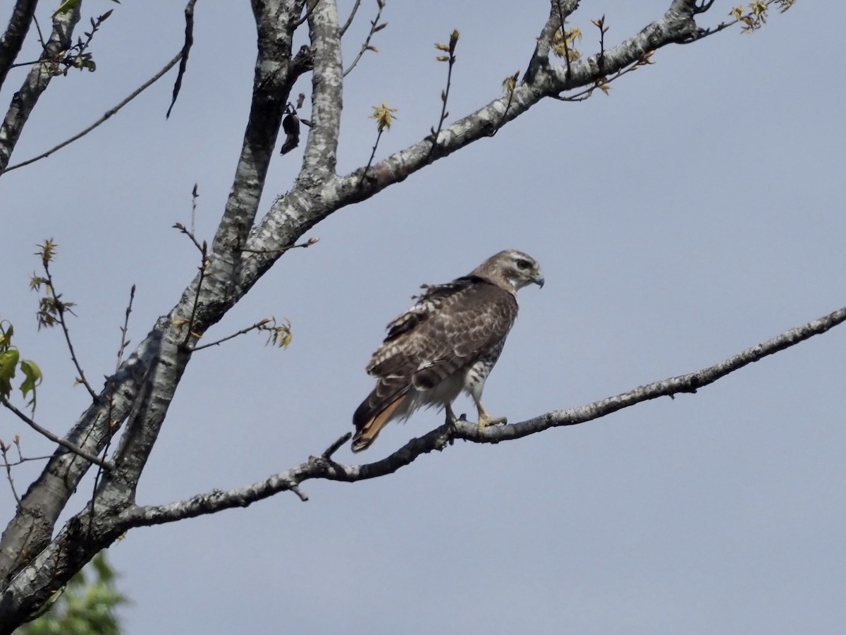 Red-tailed Hawk - ML212832741