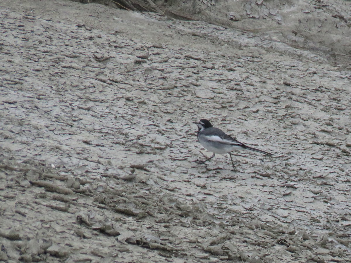 White Wagtail (Black-backed) - ML212833101