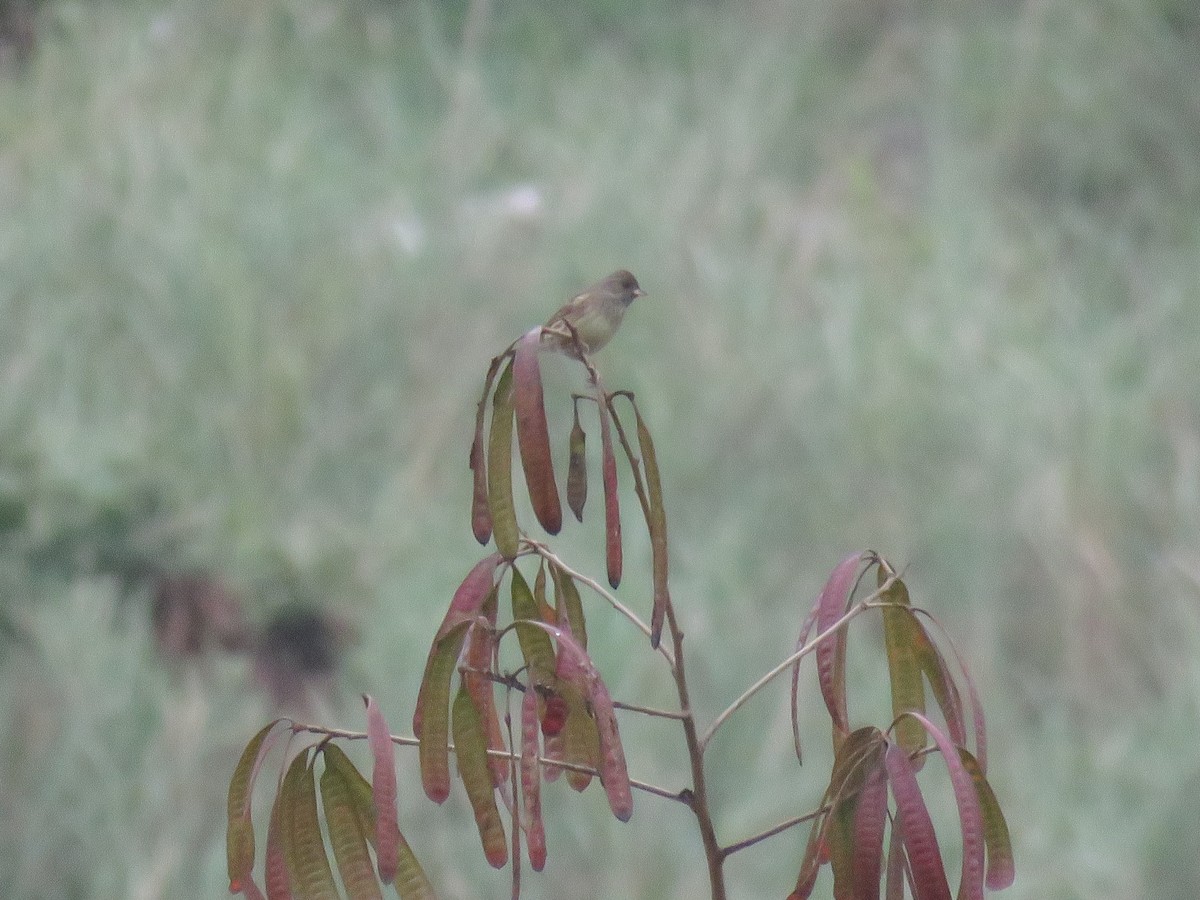 Black-faced/Masked Bunting - ML212833161